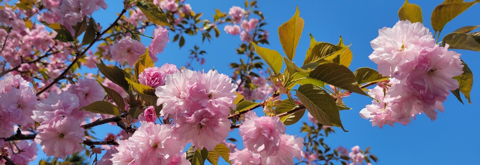 A tree branch with pink blossoms and blue sky